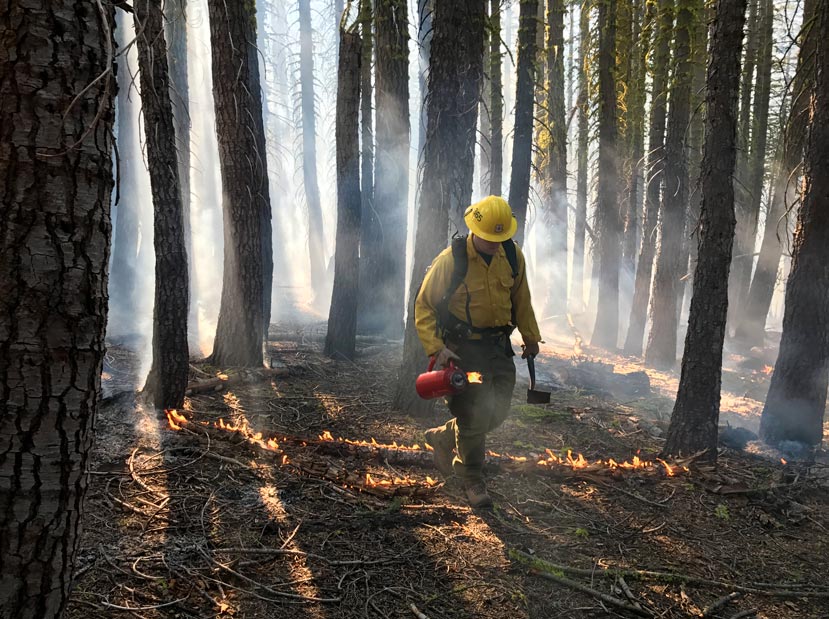 man wearing a yellow hard hat, yellow long-sleeved shirt, and olive green cargo pants holds a red drip torch and small tool as he walks through a forest with some small flames on the ground and smoke filling the forest floor