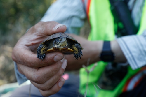 person holding turtle a little smaller than their hand. The turtle is dark brown with lighter tan under its chin and a line of yellow outlining the underside of its shell