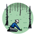 Drawing of a person kneeling over and planting a small tree in the ground surrounded by black, dead tree trunks