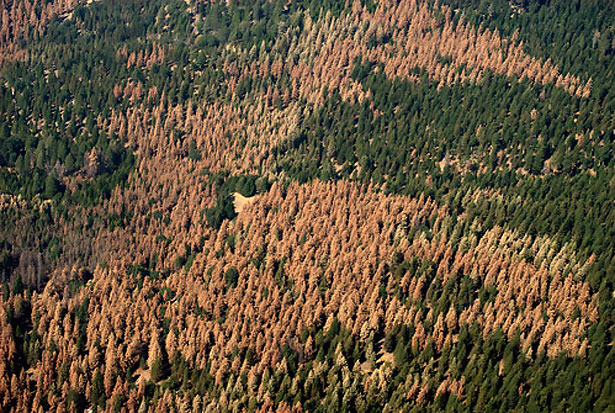 aerial looking down at expansive view of trees, most of which are dead (light orange-brown in color) instead of alive (green)
