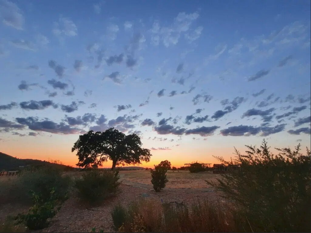 medium blue sky peppered with clouds transitions into the distance into peach then yellow-orange then orange at the horizon. In the foreground is flat terrain with a few bushes, a small trail, and and oak tree